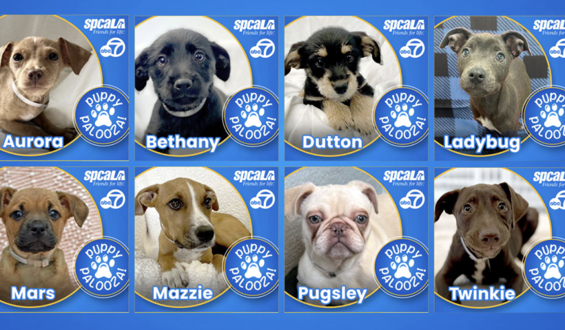 2024 「全国子犬の日」3月23日に里親探しイベント開催（3/20）