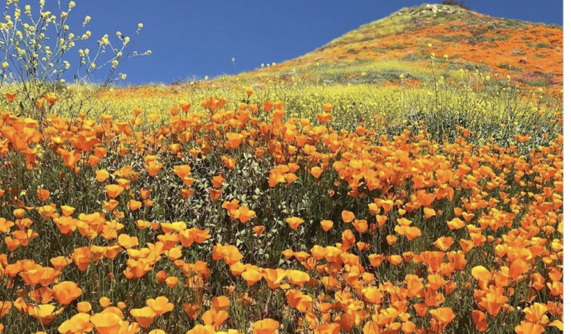 満開のポピーを見に行こう！おすすめ７つの公園（3/20）