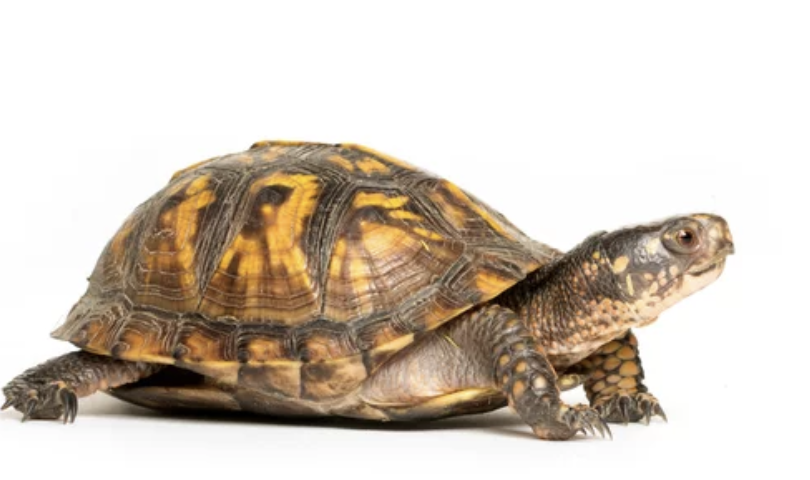 トーランスの郵送施設からカメ密輸した香港の男を起訴　国際的業者と関係か（3/12）