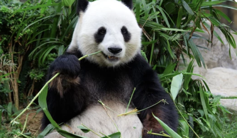 今夏、中国から新たに２頭のジャイアントパンダがSan Diego Zooに！（4/29）