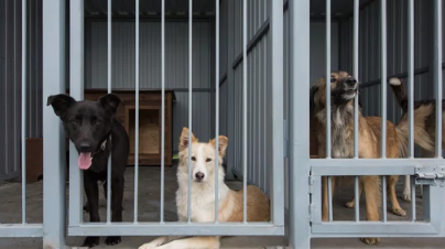 ロサンゼルス郡の動物保護施設、過密状態で危機的状況に（5/22）