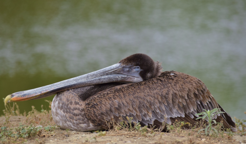 野生動物保護センターに病気のペリカンが大量に保護　ハンティントンビーチ（5/3）
