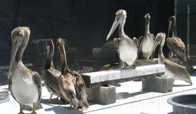 オレンジ郡の浜辺で飢餓状態にあるペリカン12羽が放鳥準備完了（5/23）