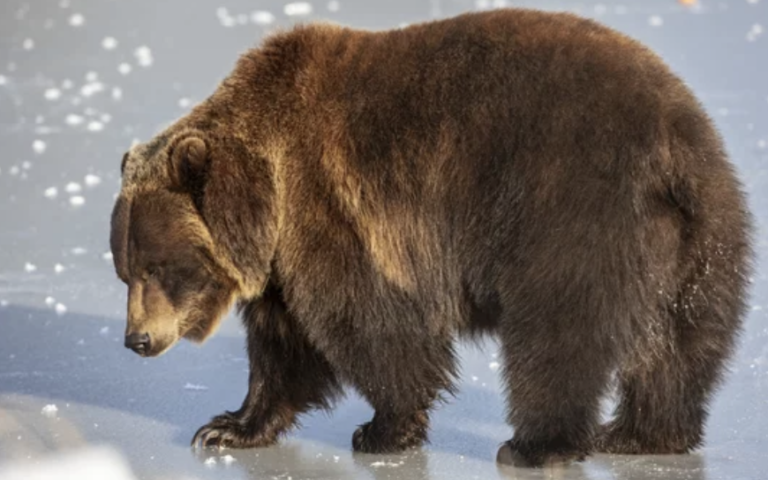 アルタデナ市の住宅床下に巨大なクマが居座る　住人は野生生物局へ連絡（12/1）