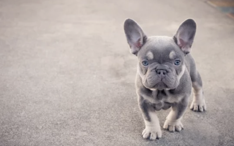 ガーデナの獣医クリニックからフレンチブルドッグが盗まれる（8/13）