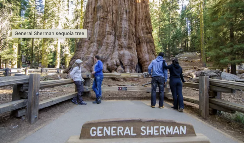 世界最大の樹木「ジェネラル・シャーマン」が研究者により健康チェック　セコイア国立公園（5/24）