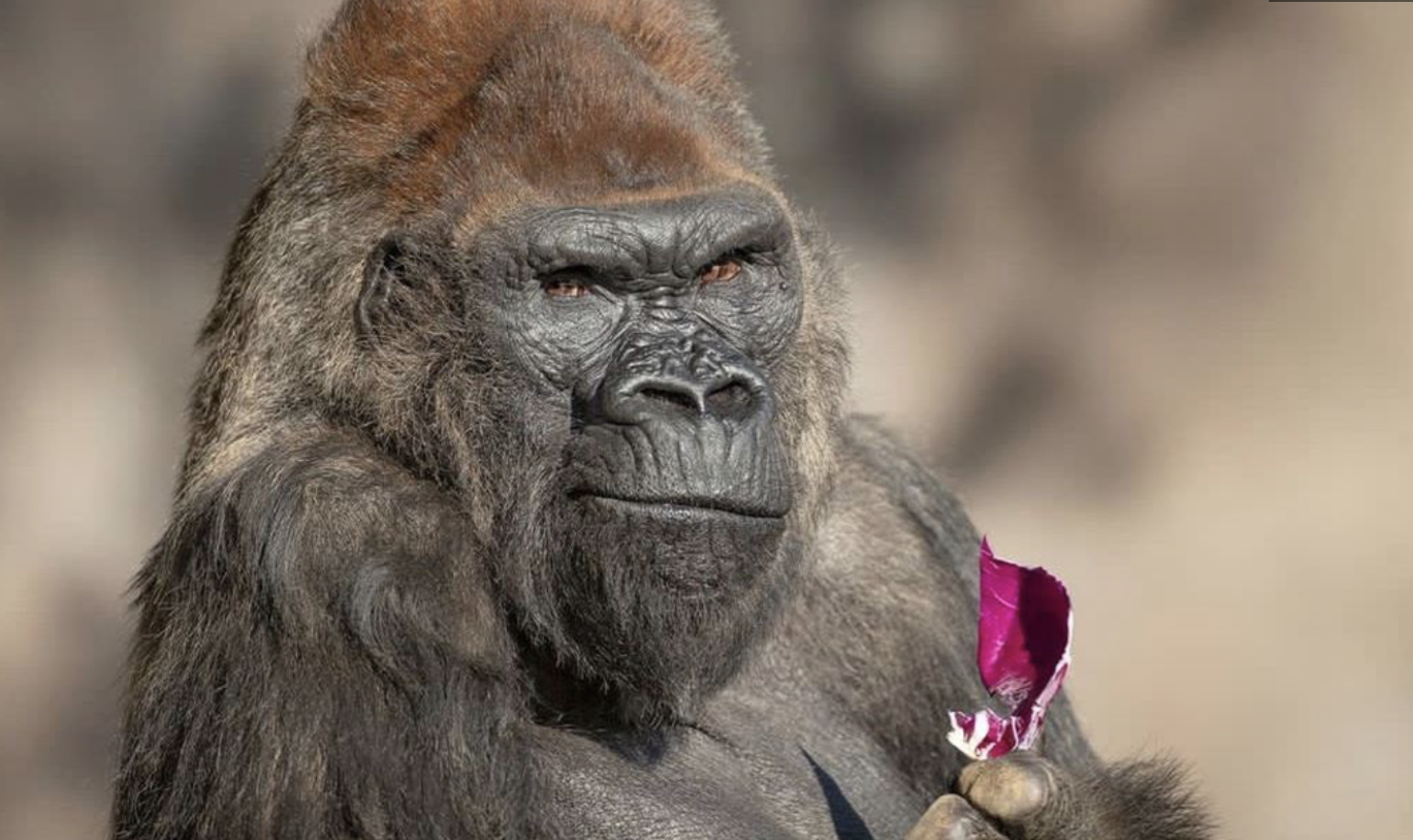 世界最高齢52歳のゴリラ「ウィンストン」が死亡 サンディエゴ動物園