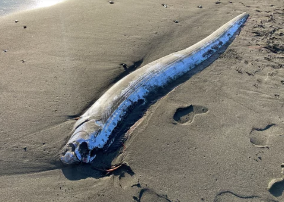 終末の魚」の死骸が、再びカリフォルニアの海岸に漂着（11/19