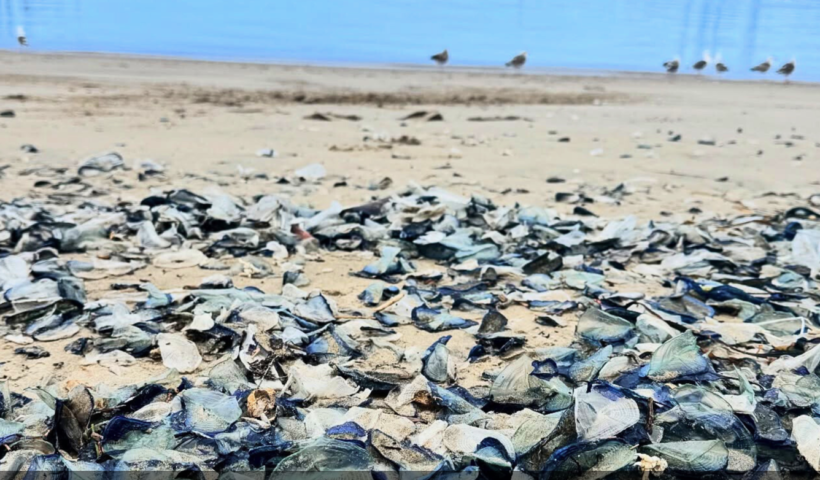 数千匹！　ベンチュラ郡の海岸に「風に運ばれる船乗り」が打ち上げられる（4/23）