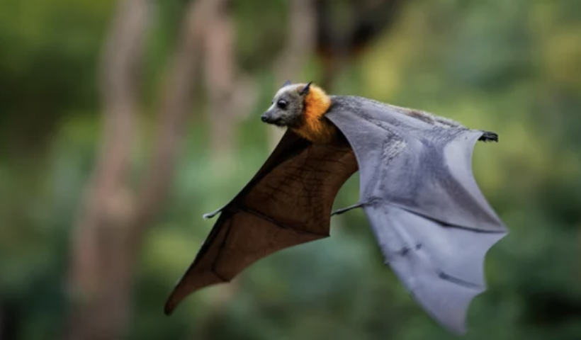 オレンジ郡の歩道で発見されたコウモリが狂犬病の陽性反応　保健局が注意喚起（10/24）