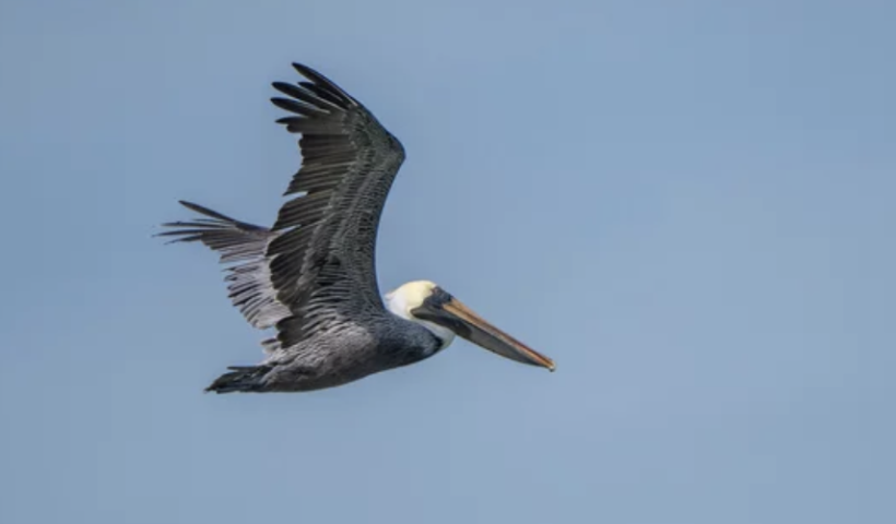 乗馬センター上空から病気のペリカンが落下　ドウモイ酸中毒が原因（4/28）