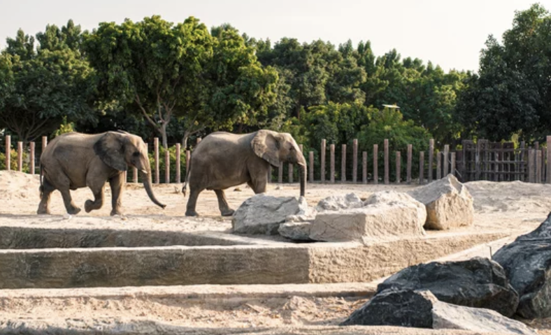 「保護区に戻してあげたかった」ロサンゼルス動物園のゾウ２頭がタルサ動物園に移送（5/21）