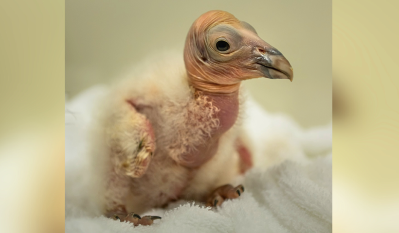 ロサンゼルス動物園　絶滅の危機に瀕する「カリフォルニアコンドル」10羽が順調に成長（6/18）