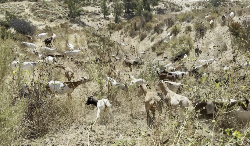 山火事防止対策！サンバナディーノの丘陵地帯に数百頭のヤギが放牧（6/20）