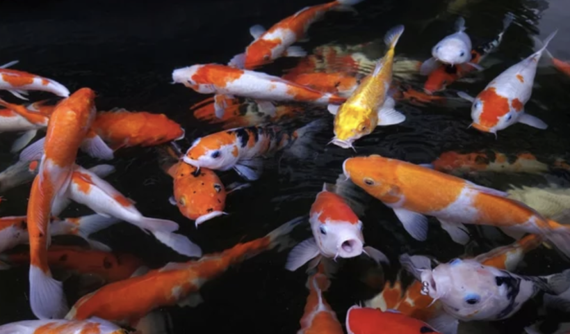 レストランの池から鯉85匹が盗まれる　容疑者１人を逮捕（6/26）