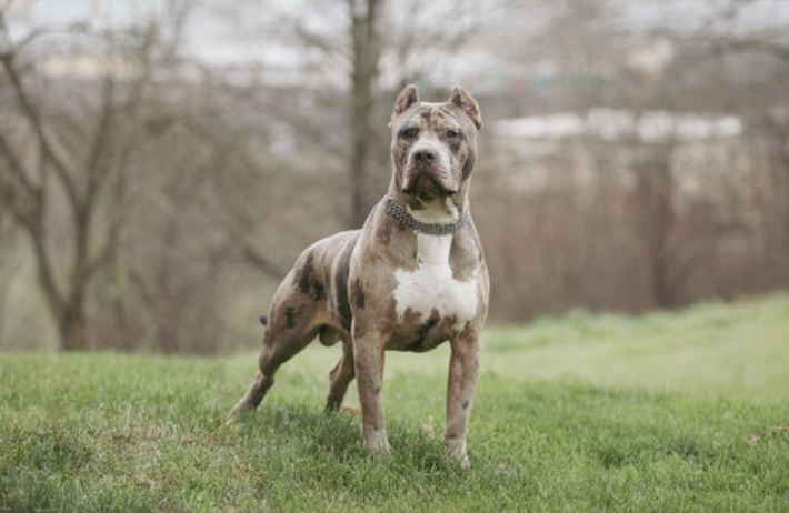 ピットブルに襲われ男性が死亡　ランキャスターの住宅（7/14）