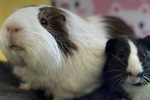 サウスLAの住宅で400匹以上のモルモット発見、動物擁護団体が一般に協力要請（7/21）