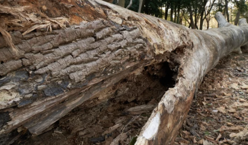 キャンプ中に木の枝が落下して息子が死亡、家族が牧場主らの過失を主張し法的請求（11/18）