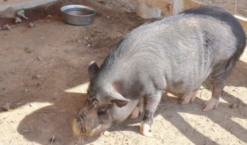生徒がショック・・・カーン郡の高校で飼育されていた豚が、執拗に刺される　犯人を捜索中（9/18）