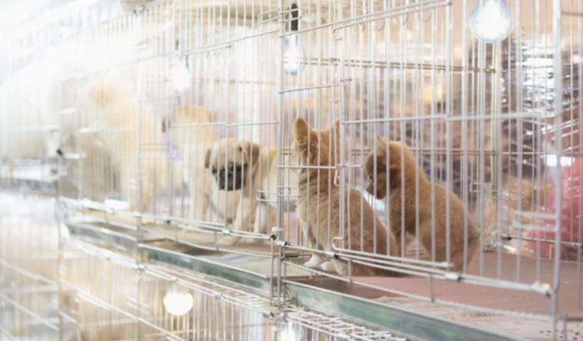 小型犬が入ったプラスチック袋を動物病院に投げ入れた女を捜索中　アナハイム（11/13）