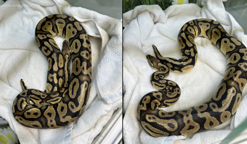 In-N-Outのドライブスルーで発見されたパイソン、飼い主と再会　モンロビア（10/2）