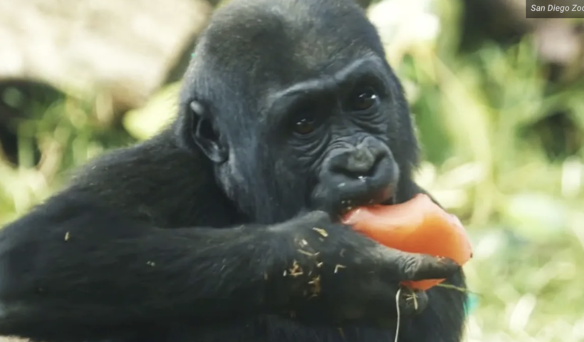 サンディエゴ動物園のゴリラが来園者に突進、囲いのガラスに６フィートの亀裂（10/13）