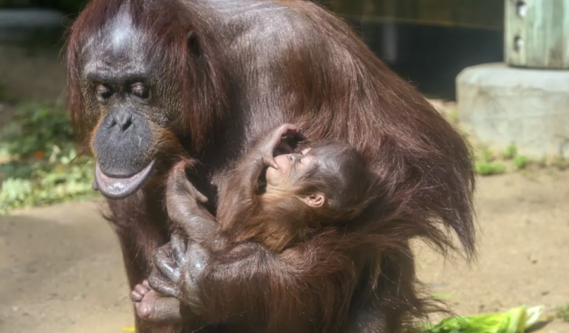 LA動物園にボルネオ・オランウータンの赤ちゃん誕生　霊長類では15年ぶり（11/7）