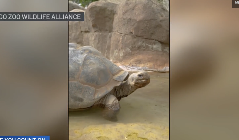 サンディエゴ動物園で最長寿１４１歳のガラパゴス・ゾウガメが死去（11/26）