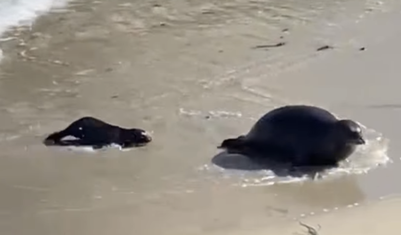 ラホヤで2026年最初のアザラシの赤ちゃん誕生　サンディエゴ（1/23）