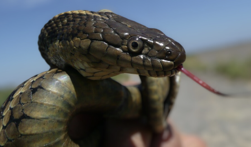 カリフォルニア州の公式ヘビが認定！　州の鳥や花、動物を知っていますか？（1/15）