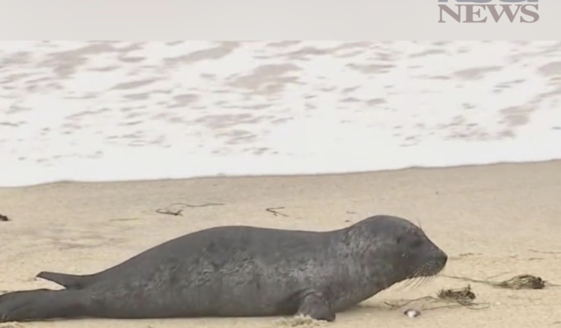 ラホヤで2026年最初のアザラシの赤ちゃん誕生　サンディエゴ（1/23）