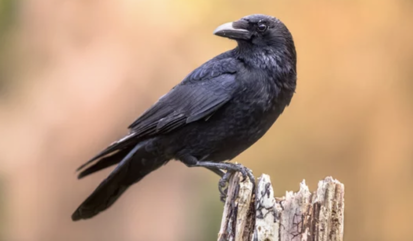 SNSで話題　ビッグベアのワシのカップル、産卵した2個の卵がカラスの被害に（2/2）