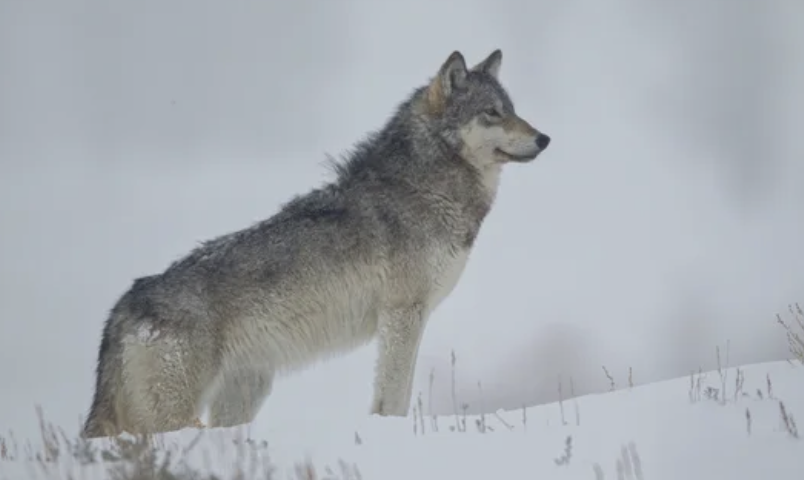 100年ぶりにLA郡で灰色オオカミの姿を確認　「まるで月面に足跡」と生物学者（2/10）