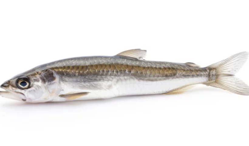 夜のビーチに魚が押し寄せる　南カリフォルニアの風物詩「グルニオンラン」今夜もピーク？（3/20）