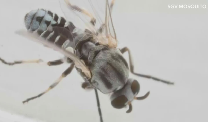 サンゲーブルバレーで、目の周り刺す小さなハエの個体数が急増　温暖な天候で繁殖地が拡大（3/27）