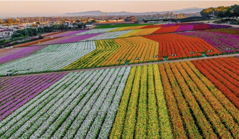 満開の“ラナンキュラス”を見に行こう！新設「バタフライ・エンカウンター」も必見！カールスバッド・フラワーフィールド（3/4）