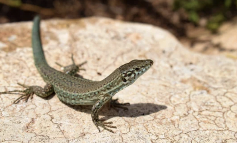 熱波でトカゲが家の中に侵入　南カリフォルニアで異変（3/19）