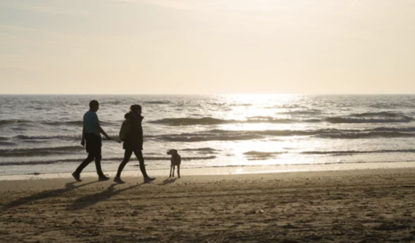 カリフォルニア州、海岸での鳥インフルエンザに警戒呼びかけ　ペット連れの来訪者に注意（3/10）