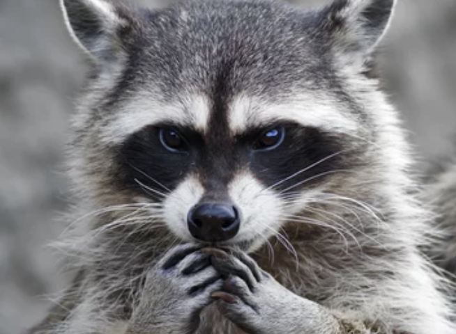 飼い犬が「アライグマ回虫」に感染　LA郡で初、治療しないと重篤化も（3/4）