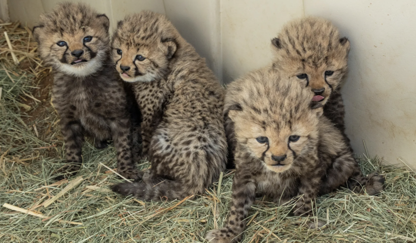 サンディエゴ・サファリパークでチーターの赤ちゃん誕生　４頭のオスの兄弟（3/10）