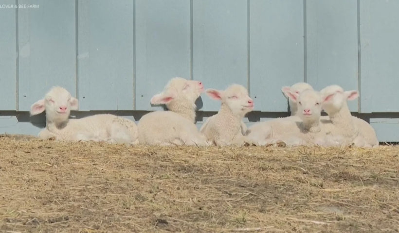 2匹のはずが・・・！アメリカでも珍しい6つ子の赤ちゃん羊誕生（4/28）