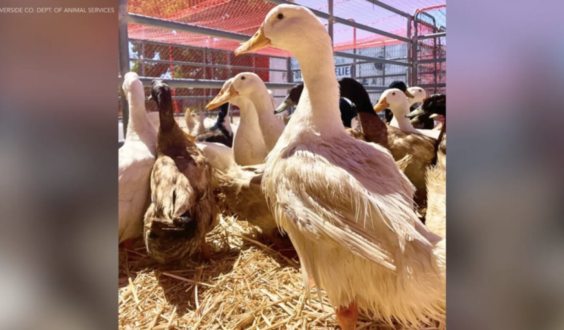 大量480羽のアヒル救出　飼育環境に問題か　リバーサイド（4/15）