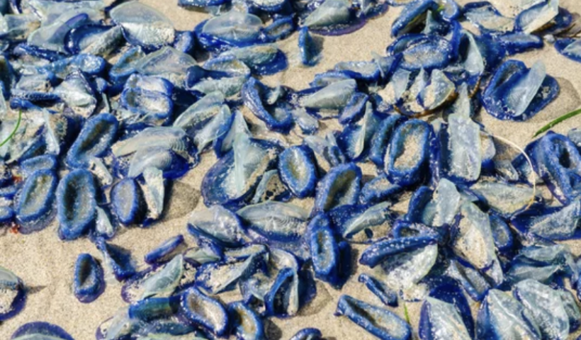 エルニーニョ現象の兆候か、ハモサビーチに大量の「カツオノカンムリ」（4/28）
