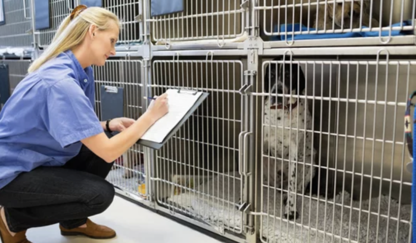 「ペットが危険にさらされる現実」散歩中の犬が薬物摂取で緊急搬送　ノースハリウッド（4/24）