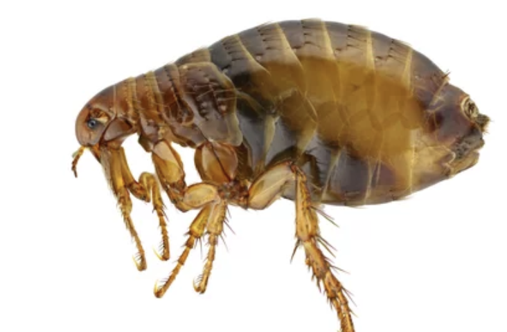 約90％が入院、ロサンゼルス郡で発疹チフスが過去最多　ノミ媒介感染に警戒（4/6）