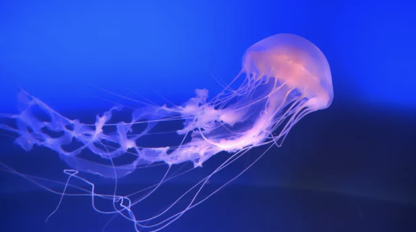 ロサンゼルス郡の海岸でクラゲ注意報　刺傷被害に警戒呼びかけ（4/10）