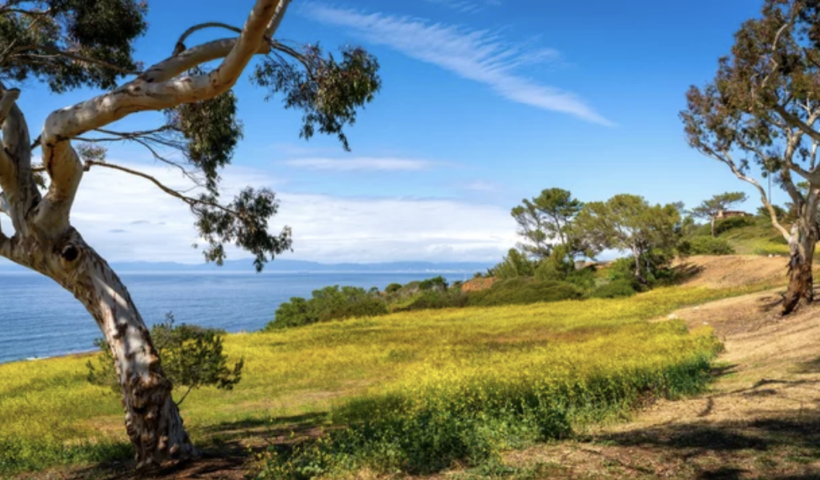 パロスバーデスで花を摘んでいた女性がガラガラヘビに咬まれる　南カリフォルニアで被害増加（4/22）