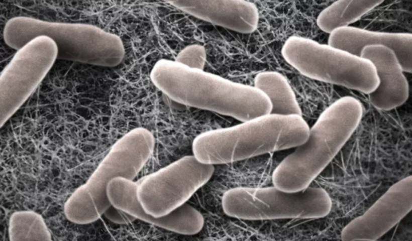 薬が効きにくいサルモネラが拡大　子ども中心に感染、CDCが強い警告（4/29）
