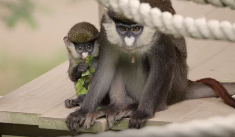 サンディエゴ動物園に“チョンキーな”赤ちゃんザル誕生　親子連れに話題（4/14）