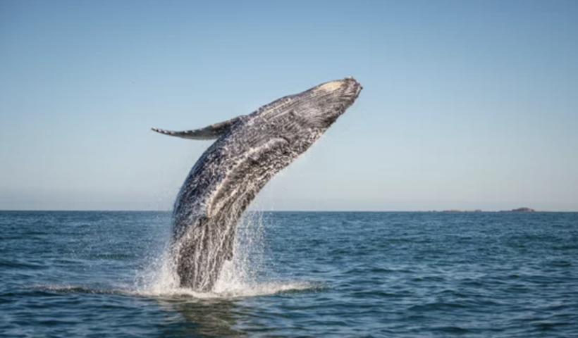 ニューポートビーチ沖で巨大クジラ接近　家族のボートすぐそばに浮上（4/21）